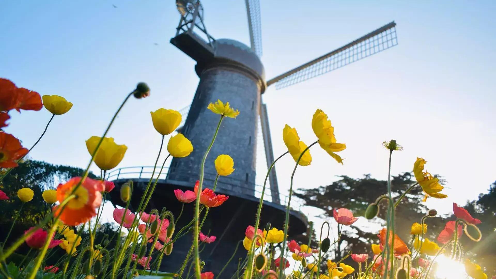 Tulips bloom beneath one of 金门公园's famous windmills.