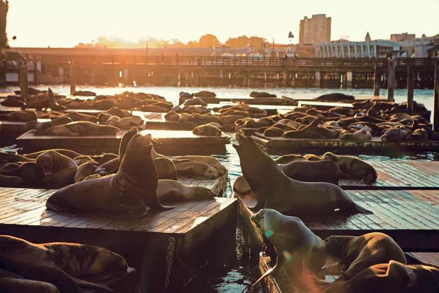 Sea Lions rest on PIER 39’s K Dock at日落set