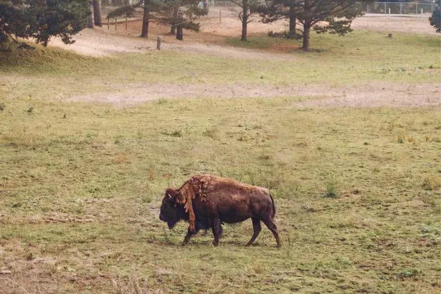 A single buffalo roams in the 金门公园 Bison Paddock. 贝博体彩app，加利福尼亚.